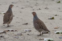 VEYSEL EROĞLU - Bakanlık 'Keklik' Çalışmalarını Sürdürüyor