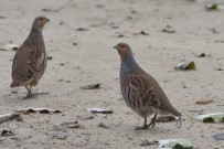 VEYSEL EROĞLU - Orman Ve Su İşleri Bakanlığı Keklik Yetiştirmeye Devam Ediyor