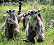 HAYVANAT BAHÇESİ - Bahar Geldi, Hayvanat Bahçesi'nin Bebek Üyeleri Çocukların Maskotu Oldu