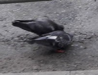 1 MAYIS BAYRAMI - Taksim Meydanı kuşlara kaldı