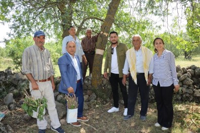 Yunusemre'de 80 Bin Ağaca Aşılama