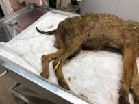 ÇAKAL - İnsafsızlar Hamile Çakala Kurşun Yağdırdılar