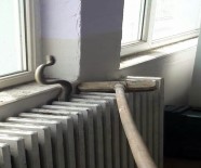 SARıKÖY - Okulda 'Yılan' paniği