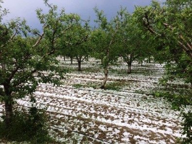 Antalya'da Meyve Üreticisini Dolu İkinci Kez Vurdu