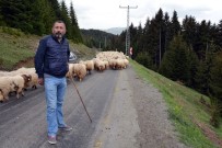 Koyun Sürüleri Yayla Yollarında Uzun Kuyruklar Oluşturuyor