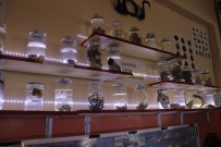 KURBAĞA - Lise Öğrencileri Üniversitelerde Bulunmayan Özellikte Biyoloji Müzesi Kurdu