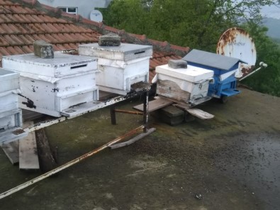 Otları Yok Etmek İçin Yapılan İlaçlama Arıları Telef Etti