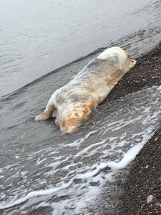 Sahile İnek Ölüsü Vurdu