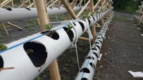 MUSTAFA AKPıNAR - Su Borusunda Çilek Yetiştiriyor