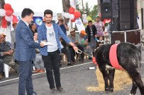 TARIM VE HAYVANCILIK BAKANLIĞI - Tarsus'ta En Güzel Buzağı Yarışması Yapıldı