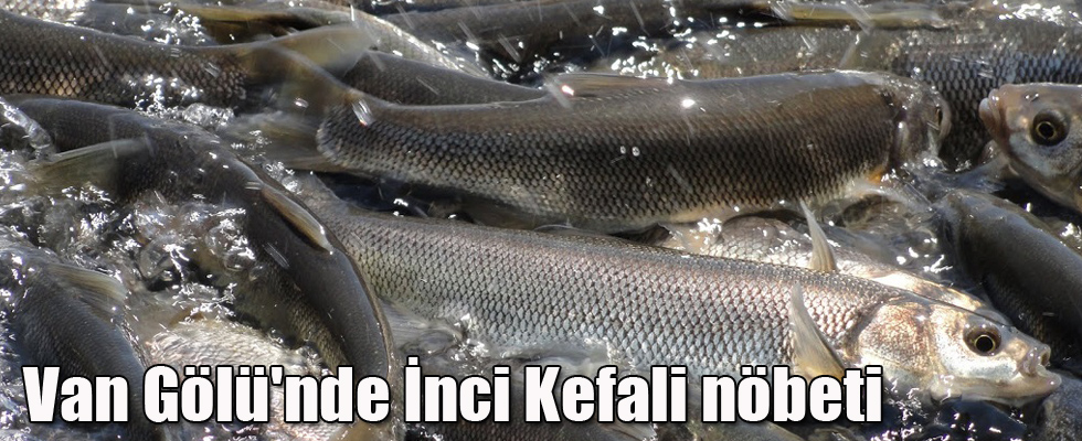 Van Gölü'nde İnci Kefali nöbeti