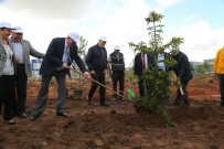 ORMANA - 75'İnci Yıl Mahallesine Kardeşlik Ormanı