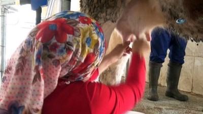 Devletten Aldığı Destekle Süt Çiftliği Kuran 6 Çocuk Annesinin Başarı Hikayesi
