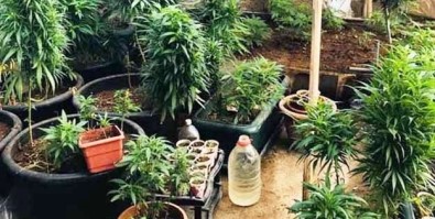 Evin Bahçesine Uyuşturucu Serası Kurmuş