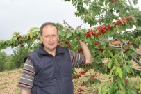 NAPOLYON - Şaphane'de İlk Kiraz Hasadı Sevinci