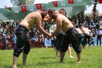 BAŞPEHLİVAN - 800 Güreşçi, Hünkar Çayırı'nda Ter Döküyor
