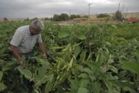 Ankara Büyükşehir Belediyesinin Sebze Fidesi Ve Salatalık Tohumu Desteği 14 Mayıs'ta Başlıyor