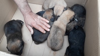 Anneleri Ölen 7 Yavru Köpek Koruma Altına Alındı