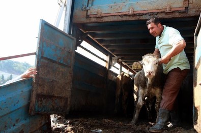 Demirci'de Genç Çiftçilere Büyükbaş Hayvan Desteği