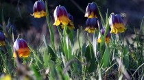 SARı GELIN - Endemik Çiçekler 'Şehitler Diyarı'nda Görsel Şölen Sunuyor