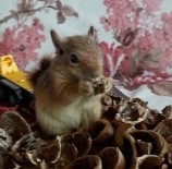 ORMANA - Yavru Sincabın Keyfi Yerinde