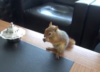 ORMANA - Yavru Sincap Maskot Oldu