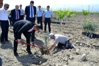 DURASıLLı - Cezaevi'nde Afrin Şehitleri Anısına Zeytin Fidanı Dikildi