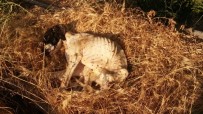 AV KÖPEĞİ - Terk Edilen Köpek Açlıktan Ölmekten Kurtarıldı