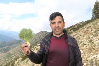 OSMAN KAYA - Erzurum'da Çaşır Zamanı