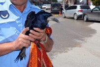 Uçamayan Karga Trafiği Kilitledi