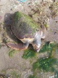 ÖLÜ DENİZ - Çanakkale'de sahile ölü caretta caretta vurdu