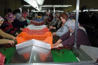 NORVEÇ - Eğirdir'den Dünyaya Kiraz İhracaatı