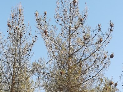 Uşak'ta Ormanlar Çam Kese Böceği İstilasına Uğradı