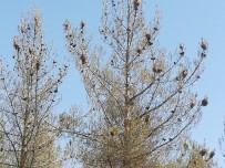 ÇAM KESE - Uşak'ta Ormanlar Çam Kese Böceği İstilasına Uğradı