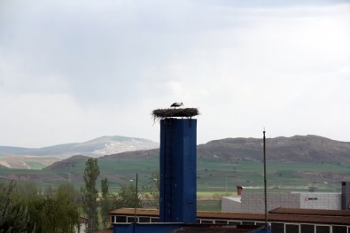 Bir Leylek İçin Üretim Durdu