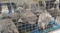 POLONEZKÖY - Jandarma, Hayvan Kaçakçılarına Geçit Vermedi