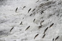 EVLİYA ÇELEBİ - Uçan Balıkların Muhteşem Göçü Devam Ediyor