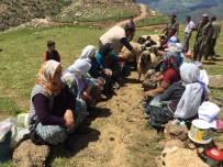 KATO DAĞı - Dağlara terör yerine huzur geldi