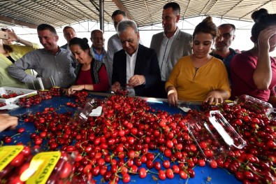 Başkan Kocaoğlu, Kiraz Üreticileri İle Buluştu