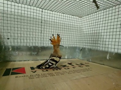 Çavuş Kuşu Ve Yavru Tilkiler Emin Ellerde