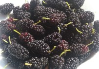 GUATR - Dut Hakkında Çarpıcı Gerçek