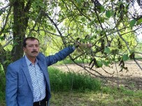 TARSIM - Hisarcık'ta Kırağı Meyve Üreticisini Vurdu