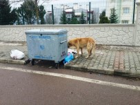 ÇEVRE KIRLILIĞI - İzmit Belediyesi'nden Temiz Çevre Uyarısı