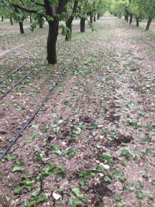 Korkuteli İlçesinde Dolu Meyve Bahçelerini Vurdu