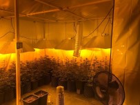 KARGıCAK - Lüks Villayı Uyuşturucu Serasına Çevirmişler