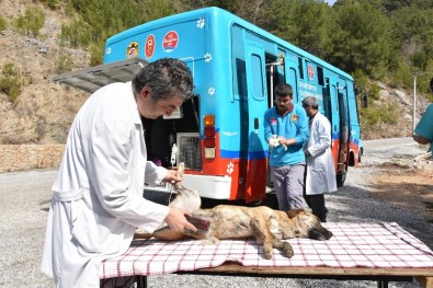 Mobil Kısırlaştırma Aracı Kırsalın Hizmetinde