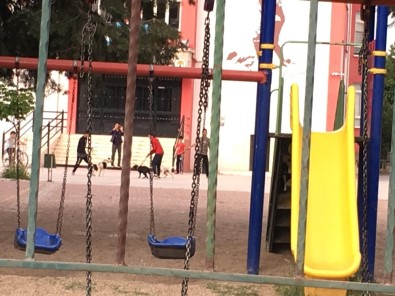 Okul Bahçesinde Köpek Dövüşü
