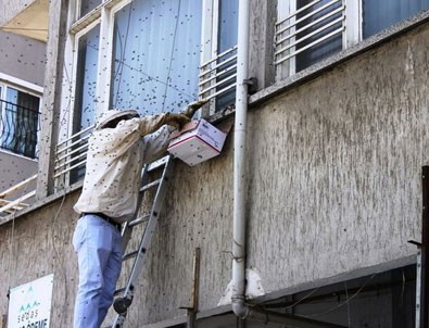 Sakarya'da arılar kent merkezine indi! Esnaf kapıları kapattı