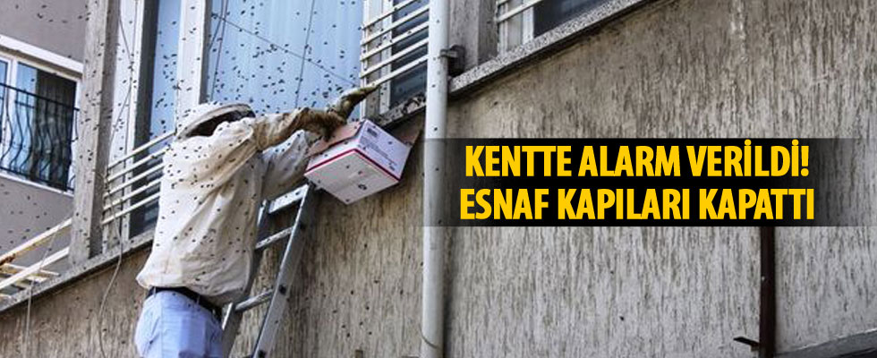 Sakarya'da arılar kent merkezine indi! Esnaf kapıları kapattı