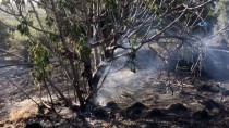 KURUDERE - Aydın'da Orman Yangını